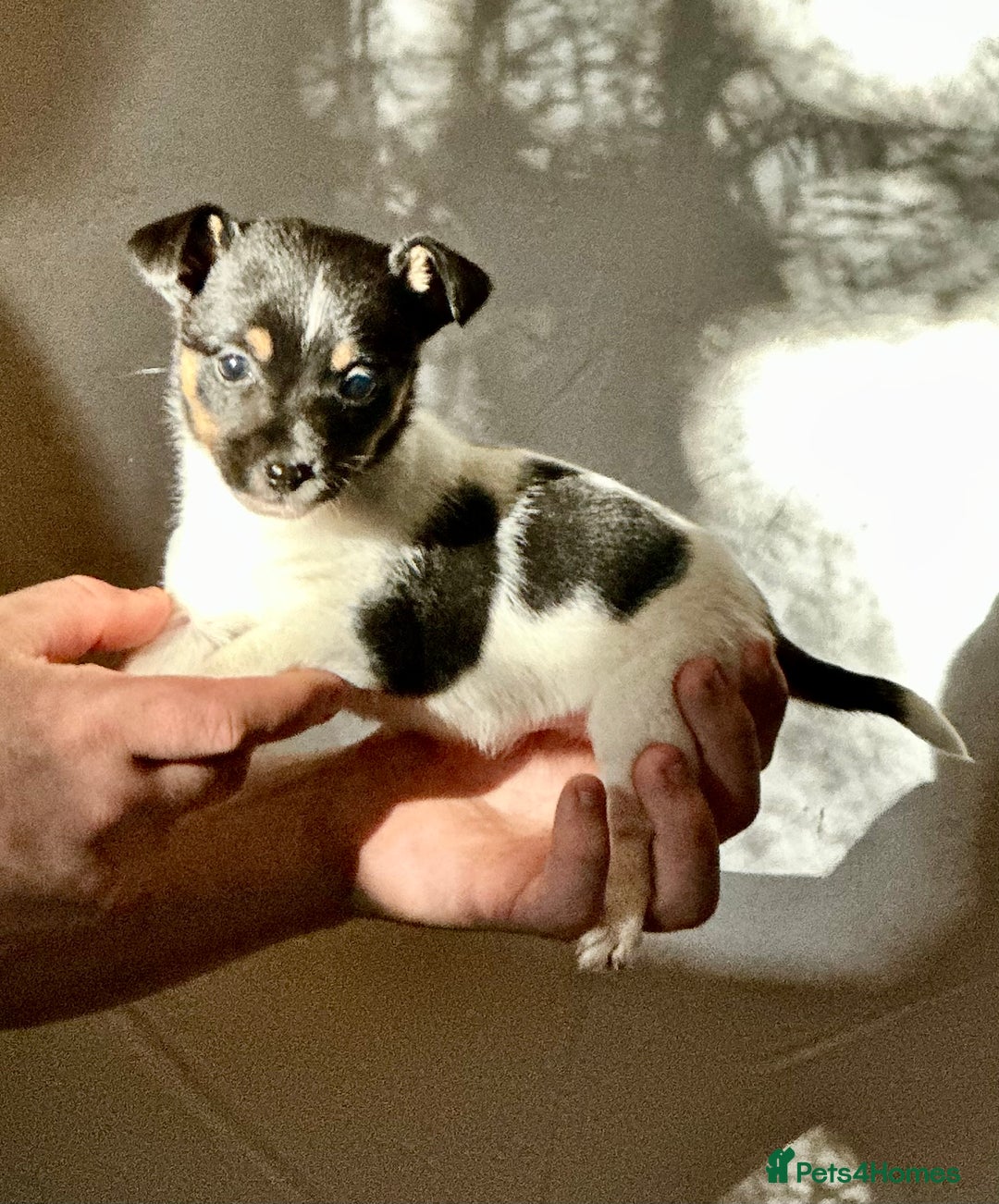 Jack Russell dogs for sale: Superb KC Reg’d Jack Russell Terrier DNA CLEAR - Advert 35