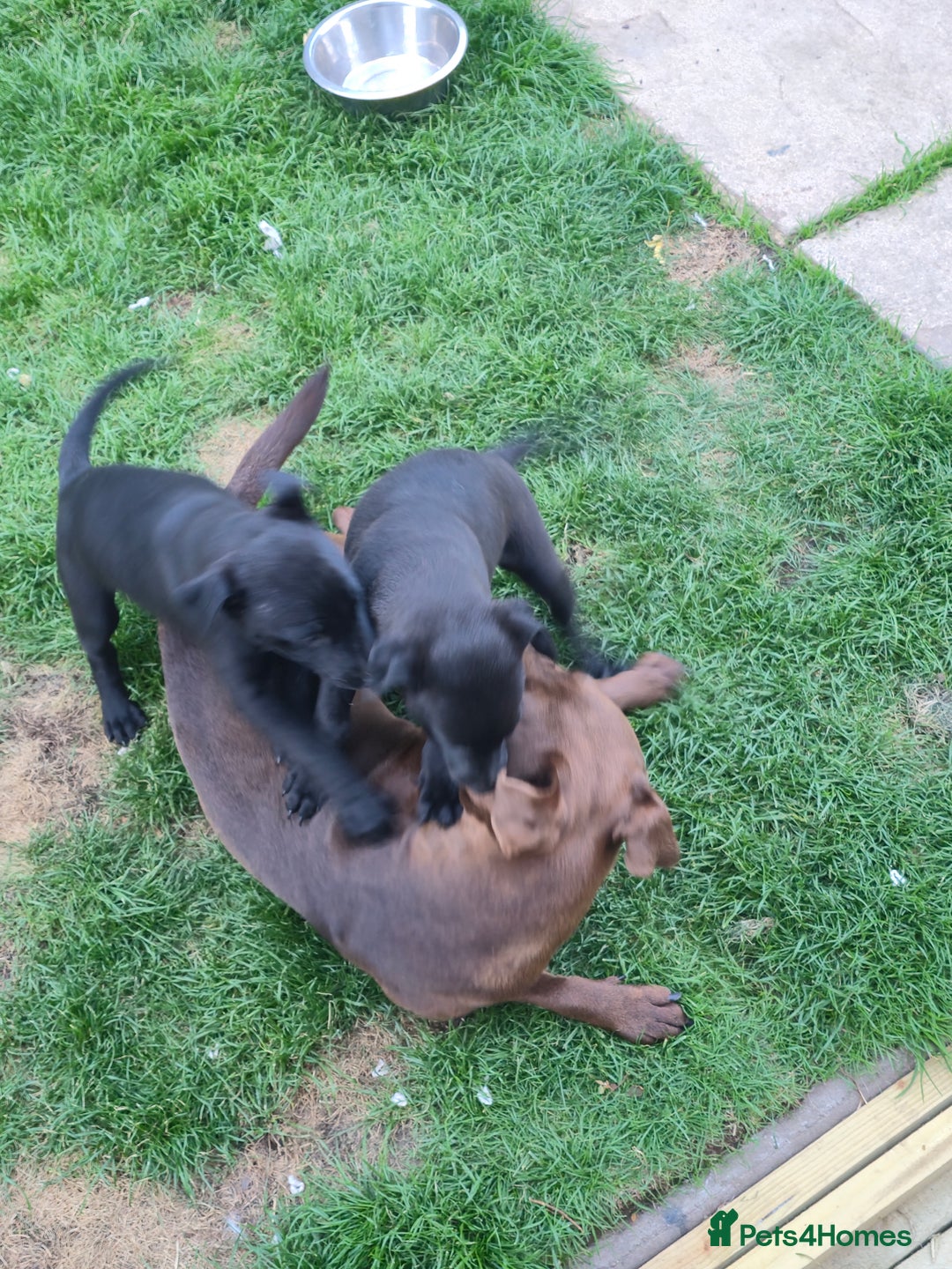 Mixed Breed dogs for sale:  Whippet × Patterdale Dog Pups - Image 22