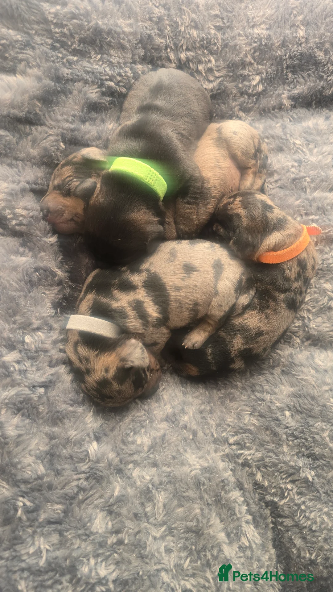 Dachshund dogs for sale: 4 beautiful dachshund puppies  - Advert 3