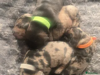 Dachshund dogs 4 beautiful dachshund puppies - Advert 15