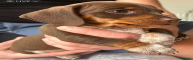 Dachshund 3