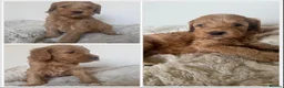 Labradoodle dogs for sale: READY NOW 1 Girl Remaining Labradoodles  - Advert 20