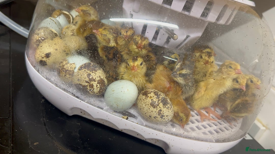 Mixed Breed birds for sale: Coturnix / Celadon chicks - Image 2