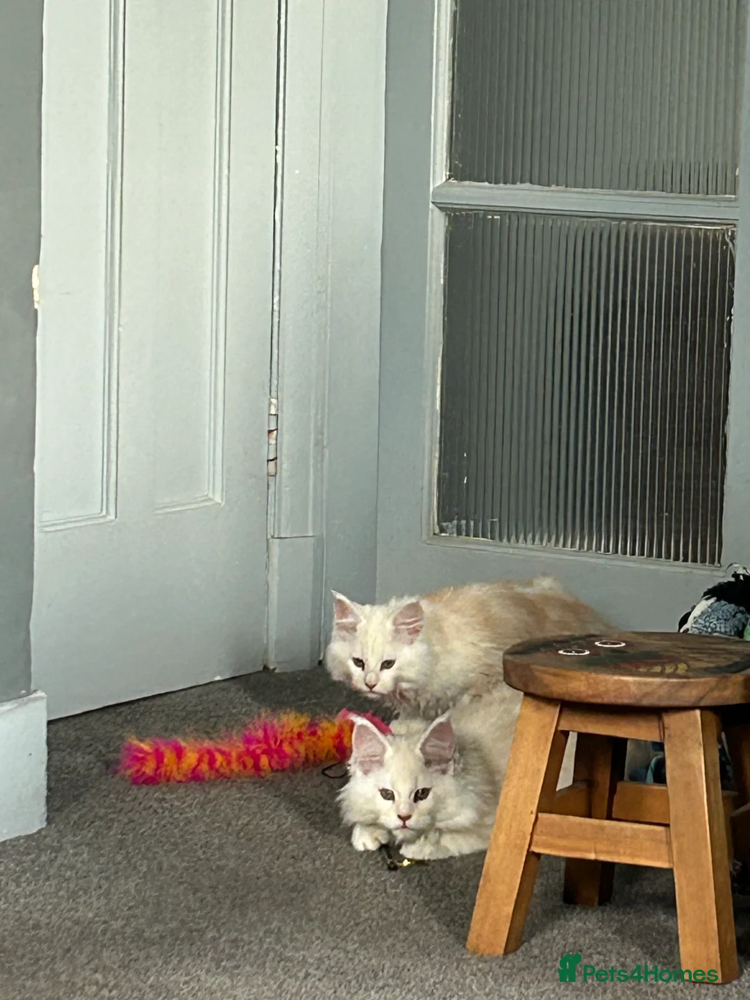 Maine Coon cats for sale: Tica registered male kittens  - Advert 4