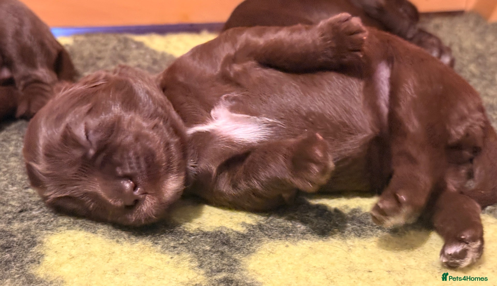Australian Labradoodle dogs     🐾 Adorable Australian Labradoodle Puppies  - Advert 1