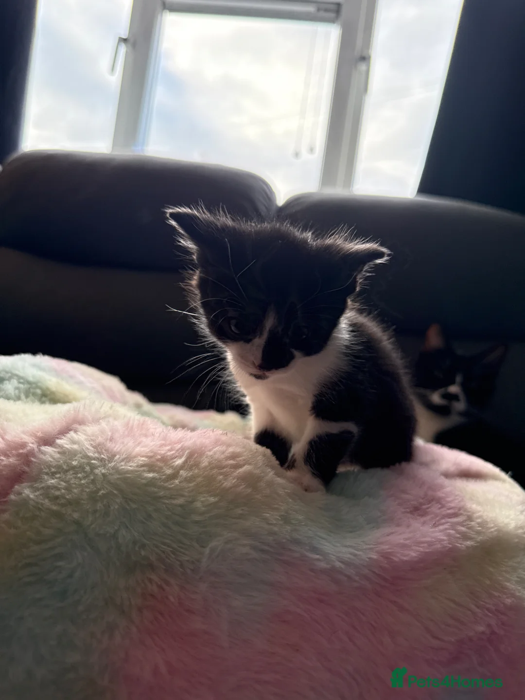 Mixed Breed cats for sale: Domestic shorthair x kitten - Advert 4