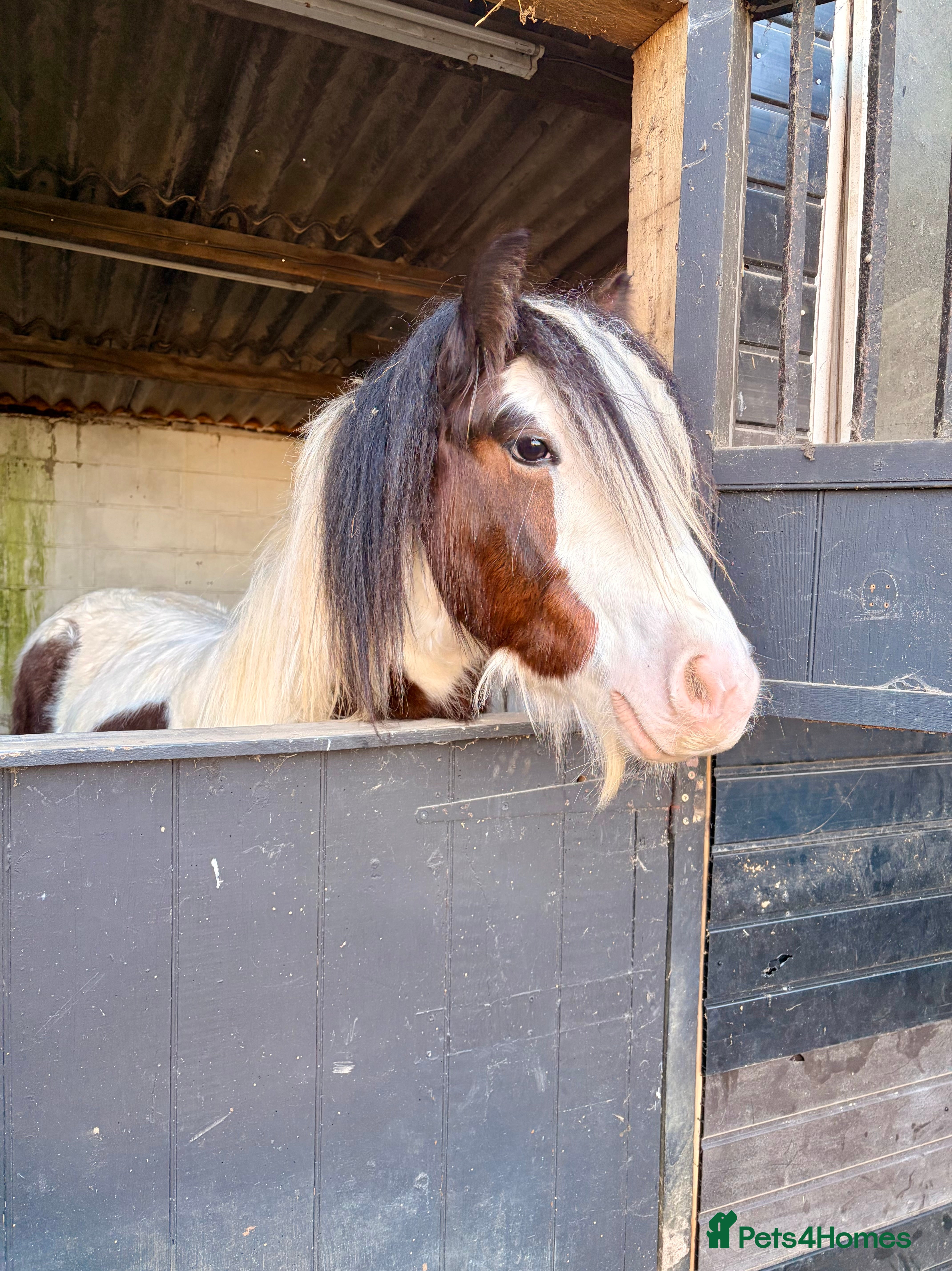 Irish Cob horses Rising 2 year old colt for sale  - Advert 1