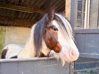 Irish Cob horses Rising 2 year old colt for sale - Advert 1
