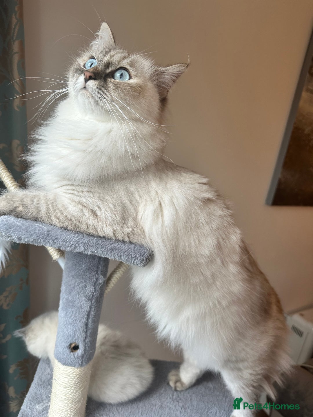 Neva Masquerade cats for sale: Gorgeous Neva Masquerade/British Blue Kittens  - Advert 1