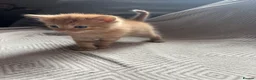 Domestic Shorthair cats for sale: Kittens looking for forever homes 4boys - Advert 3