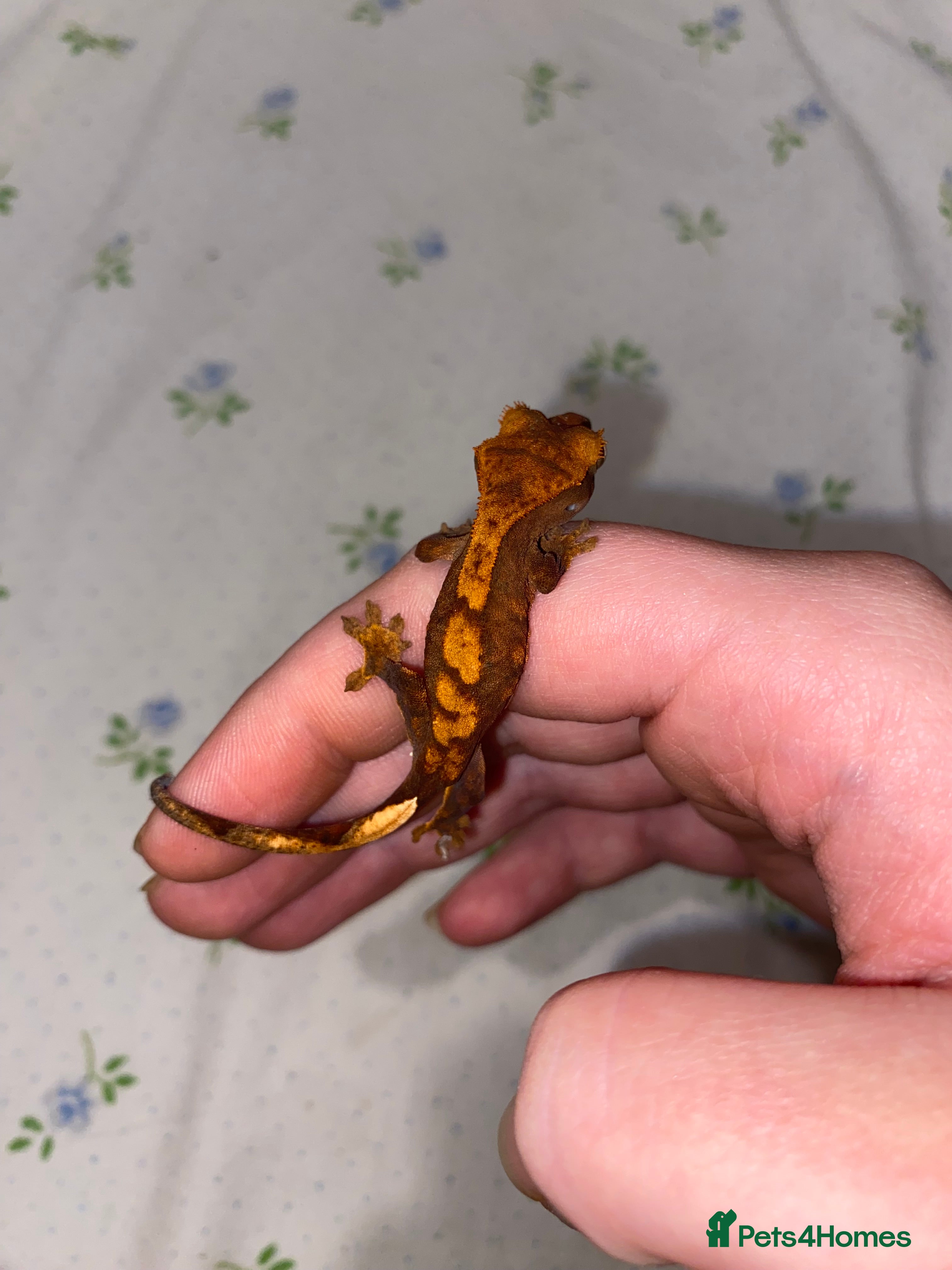 Gecko reptiles unsexed crested geckos - Advert 4