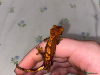 Gecko reptiles unsexed crested geckos - Advert 17