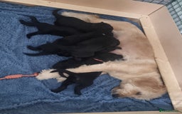 Goldendoodle dogs for sale: 🐾READY TO LEAVE🐾Standard goldendoodle - Image 12