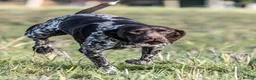 German Shorthaired Pointer dogs for stud: An Amazing Dog with an Outstanding Temperament - Advert 4