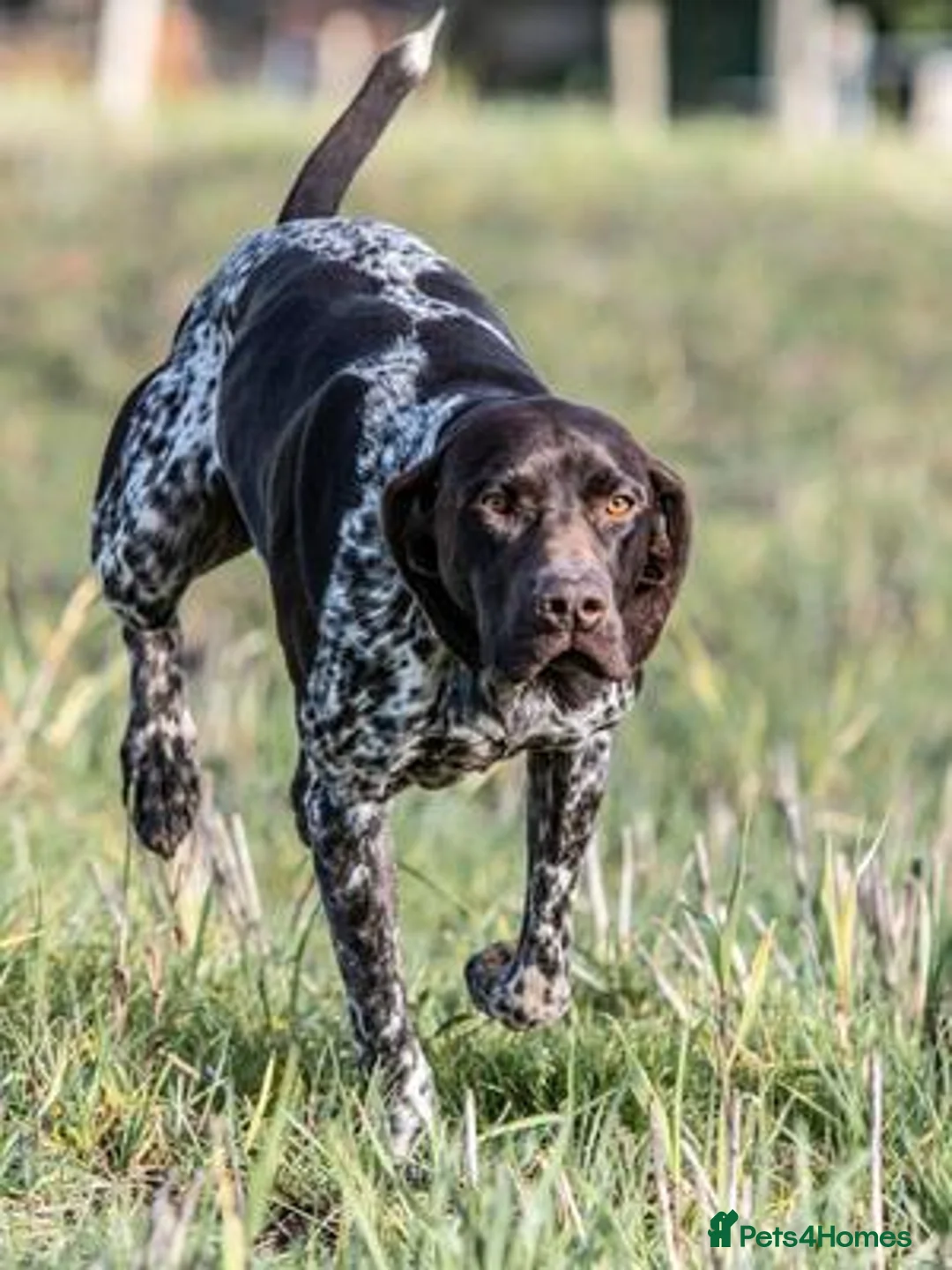 German Shorthaired Pointer dogs for stud: An Amazing Dog with an Outstanding Temperament - Advert 4