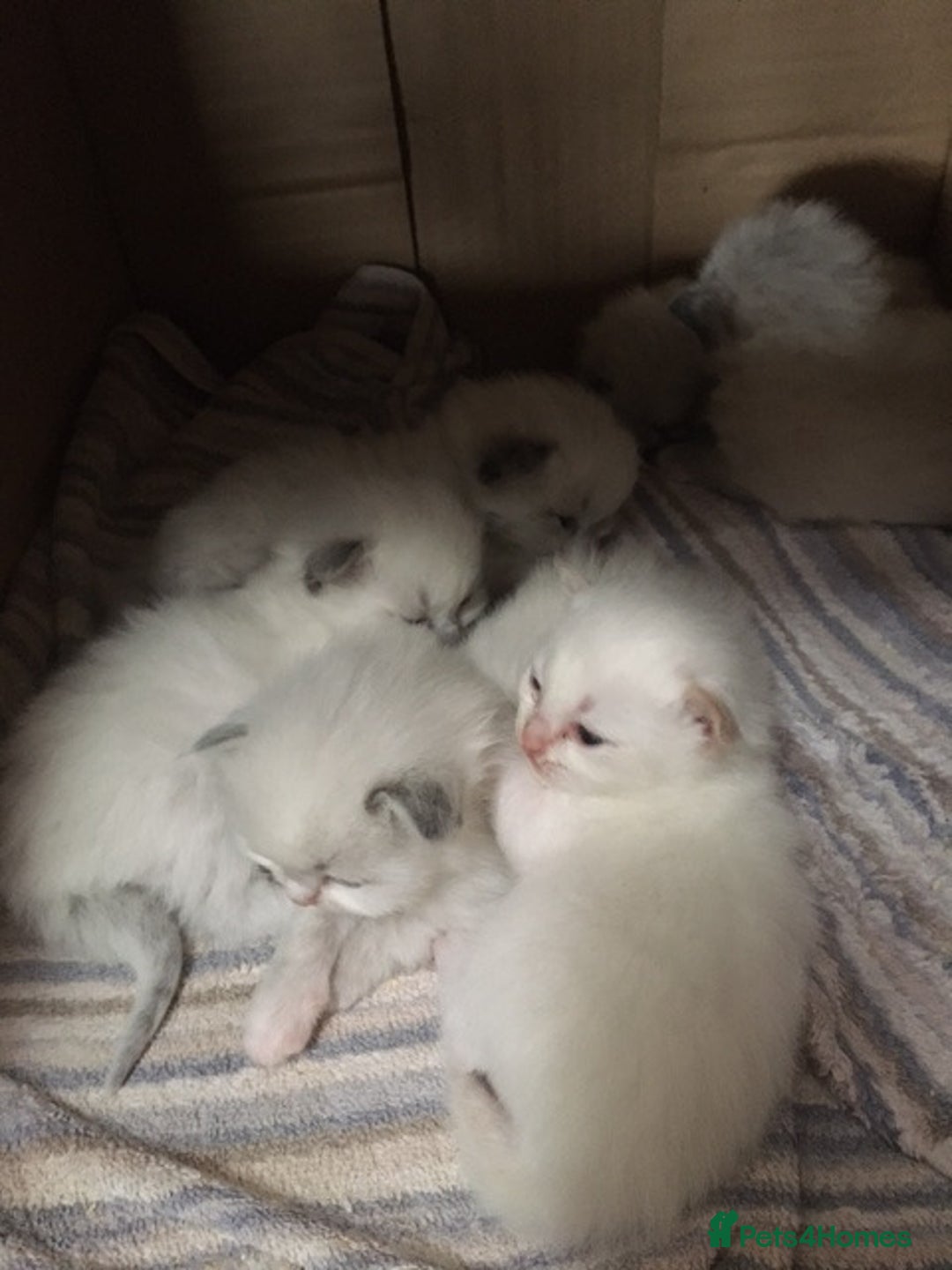 Ragdoll cats for sale: Purebred Ragdoll Kittens HCM PKD  clear - Advert 6
