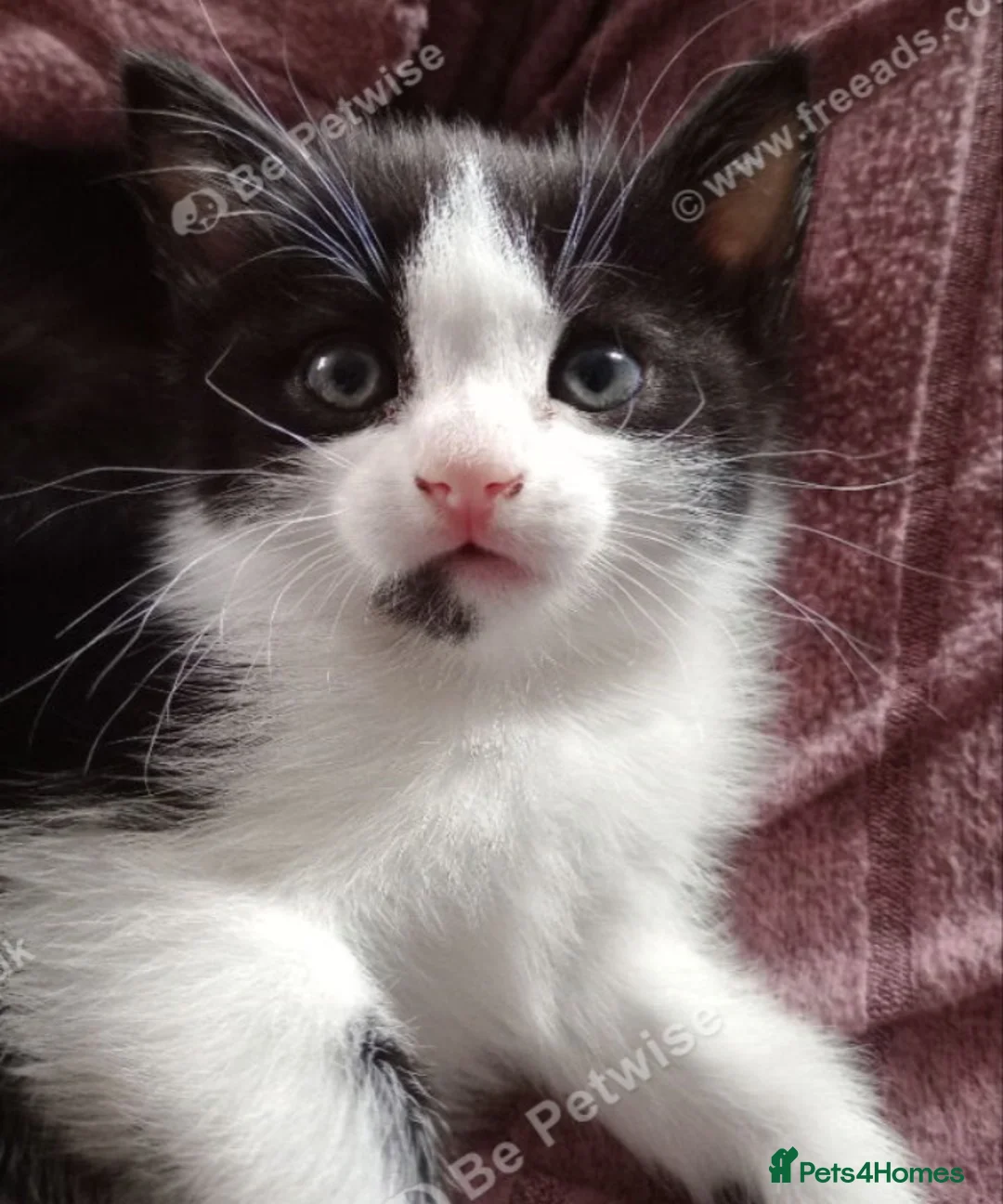 Mixed Breed cats for sale: Playful kittens in Bolton - Advert 2