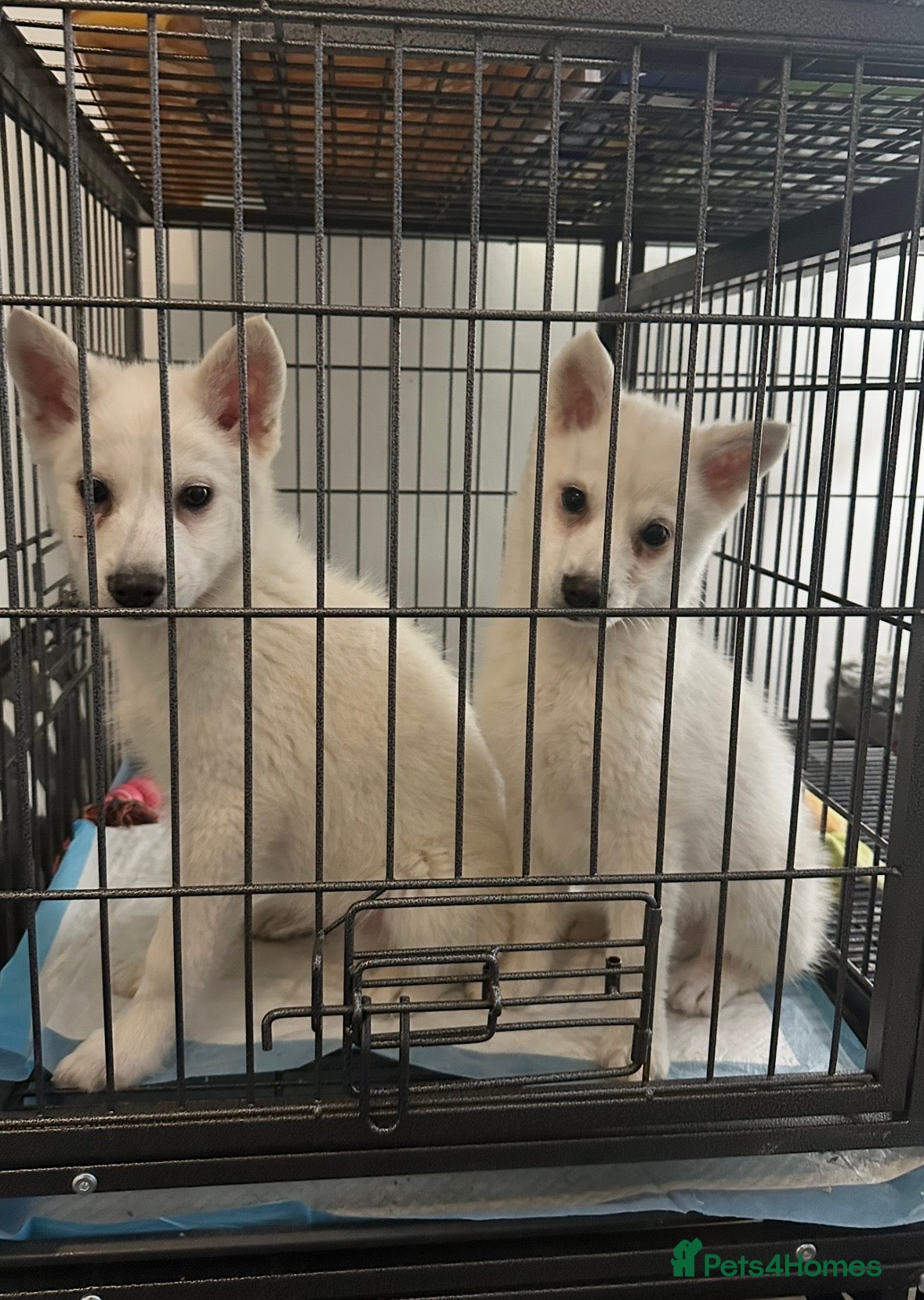 Pomsky dogs Beautiful pure whites boys - Advert 1