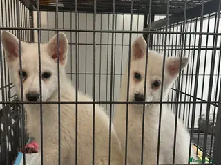 Pomsky dogs Beautiful pure whites boys - Advert 1