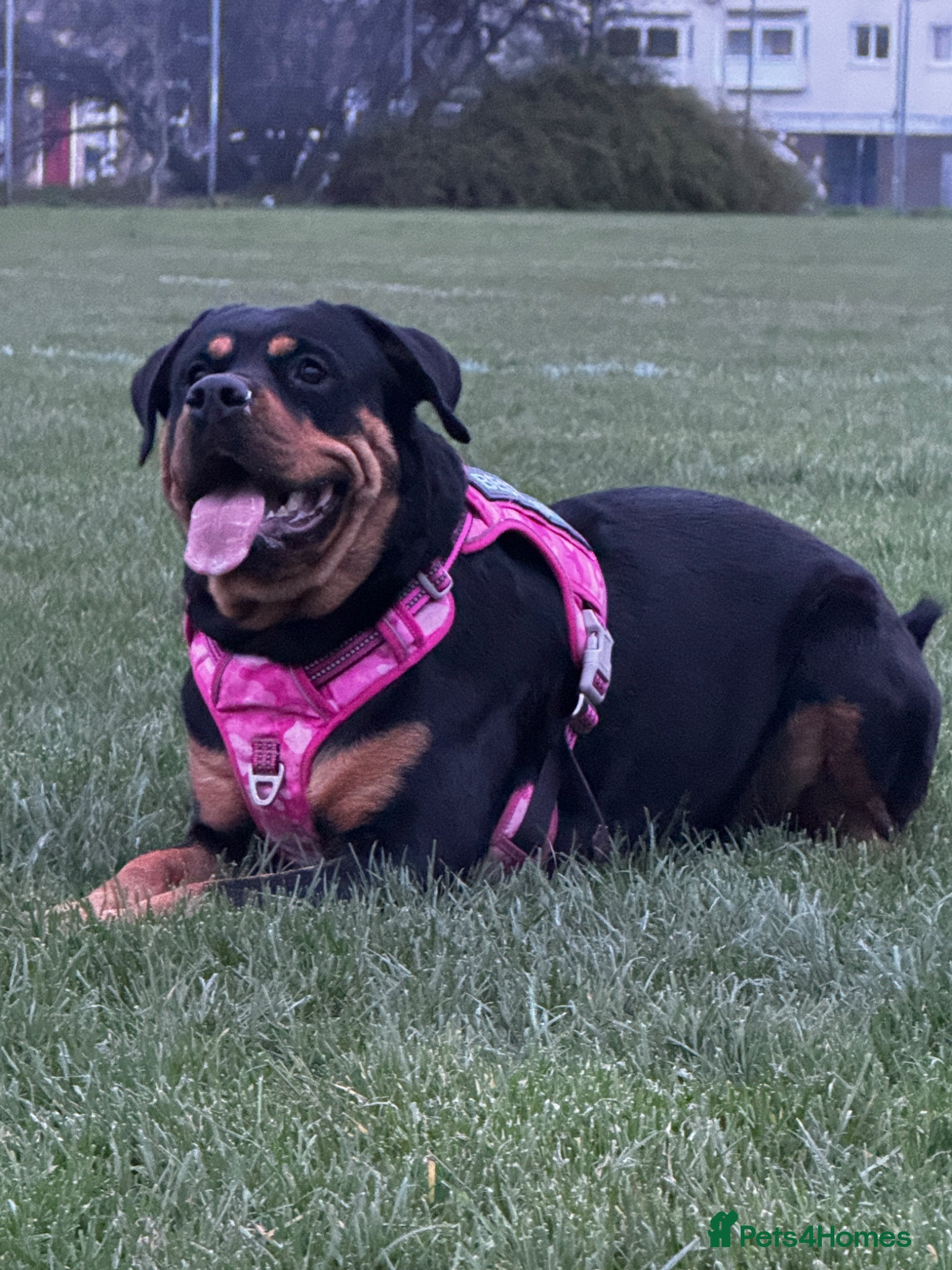 Rottweiler dogs Beautiful Rottweiler Litter Expected - Advert 1