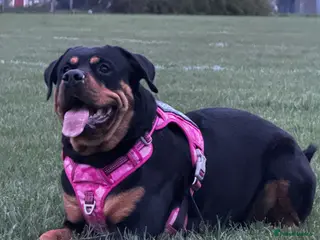 Rottweiler dogs Beautiful Rottweiler Litter Expected - Advert 1