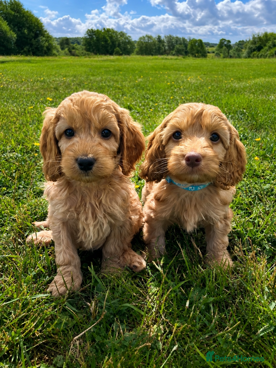 Cockapoo dogs 🐶✨Exceptional F1 Miniature Cockapoo ✨🐶 - Advert 1
