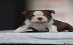 Boston Terrier dogs for stud: KING OF THE MIDLANDS LILAC BOSTON STUD HC CLEAR in West Bromwich - Image 7