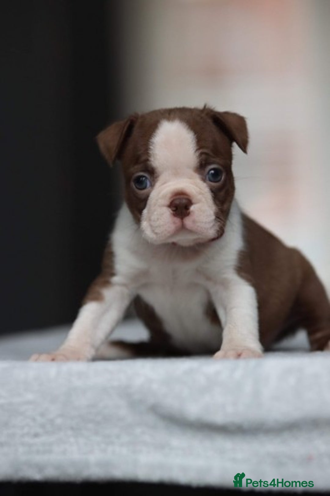 Boston Terrier dogs for stud: KING OF THE MIDLANDS LILAC BOSTON STUD HC CLEAR in West Bromwich - Image 7