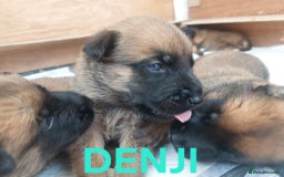 Belgian Shepherd Dog dogs for sale: PuppiesDWKC registered Working Line,Tested Parents - Image 10