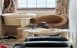 Burmese cats for sale: A fantastic litter of 7 Burmese babies  - Image 16