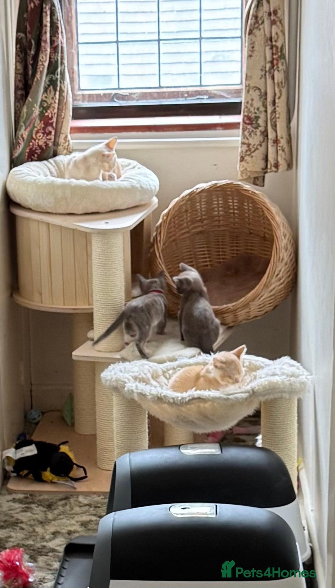 Burmese cats for sale: A fantastic litter of 7 Burmese babies  - Image 16
