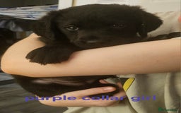 Labradoodle dogs for sale: F1 beautiful standard labradoodles - Image 20