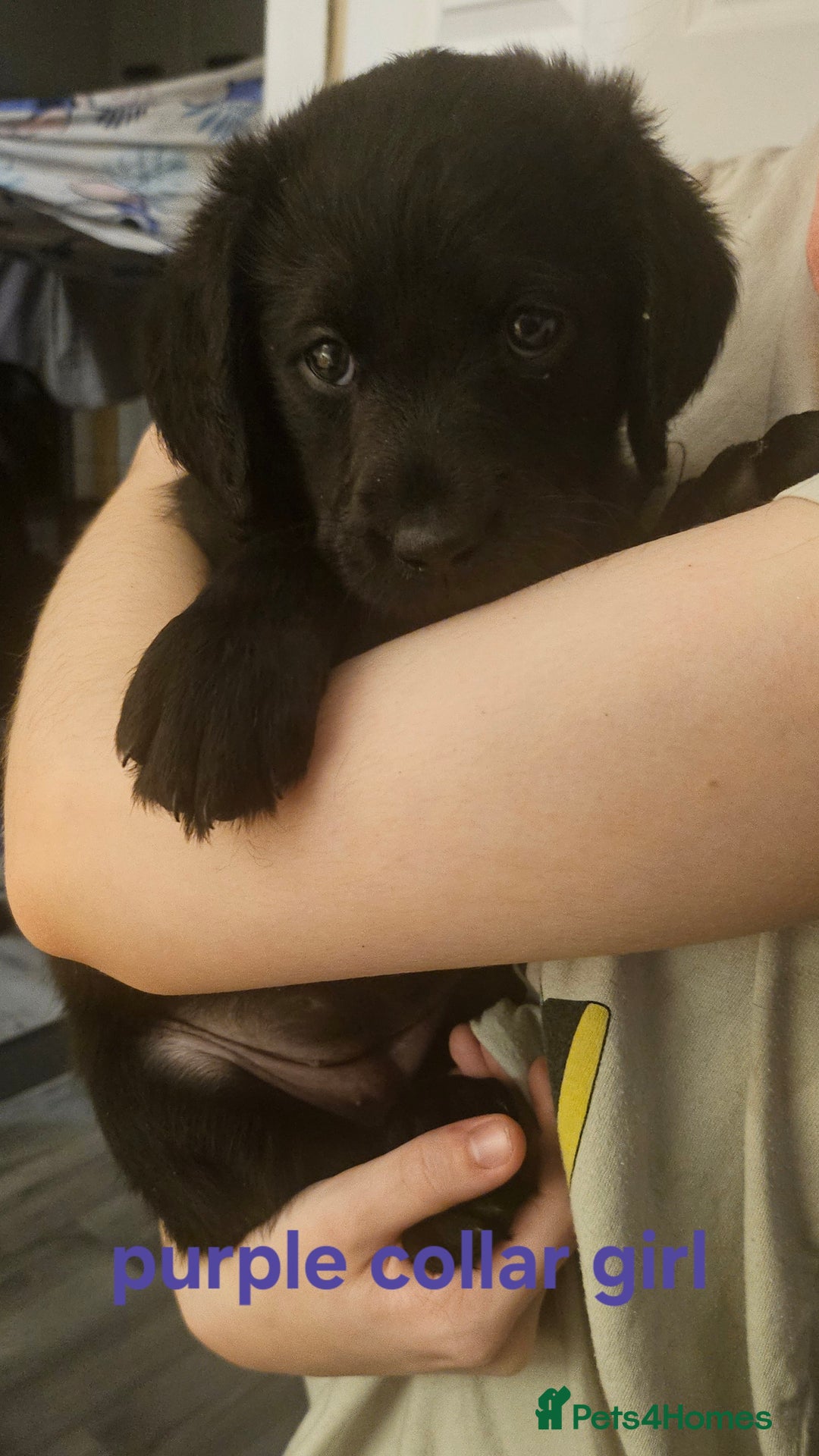 Labradoodle dogs for sale: F1 beautiful standard labradoodles - Image 20