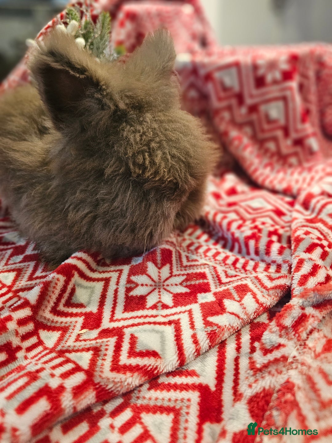 Angora rabbits for sale: Angora X - Advert 16