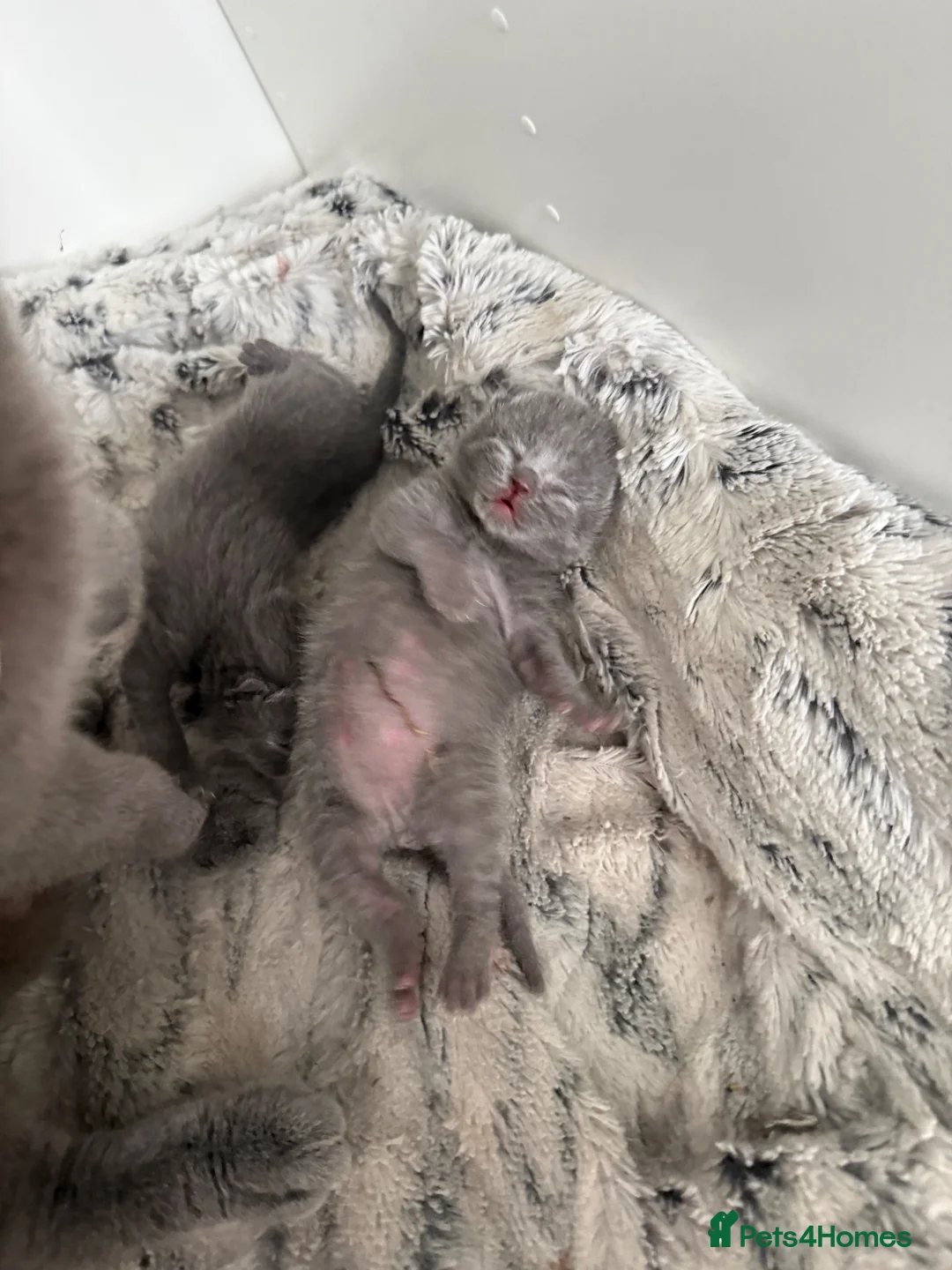 British Shorthair cats for sale: Pure British short hairs - Advert 17