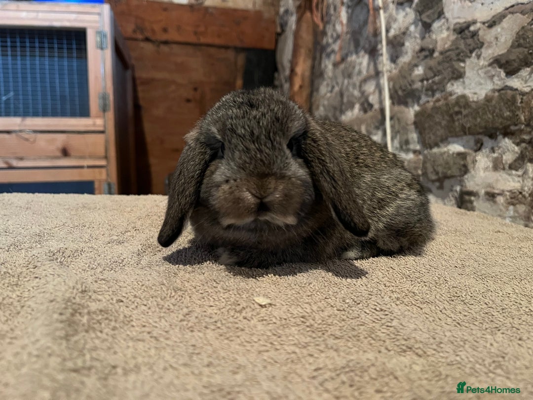 Mini Lop rabbits for sale: Two pure mini lop rabbits  - Image 8