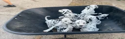 Dalmatian dogs for sale: Dalmation puppies - Advert 4