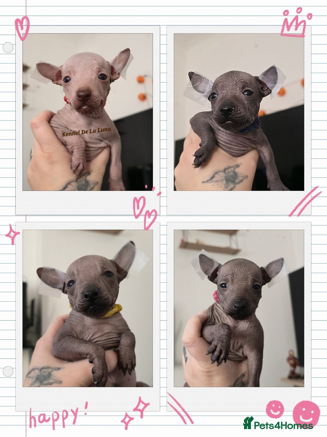 Mexican Hairless dogs for sale: Kc registered Xoloitzcuintle miniature puppies  - Advert 3