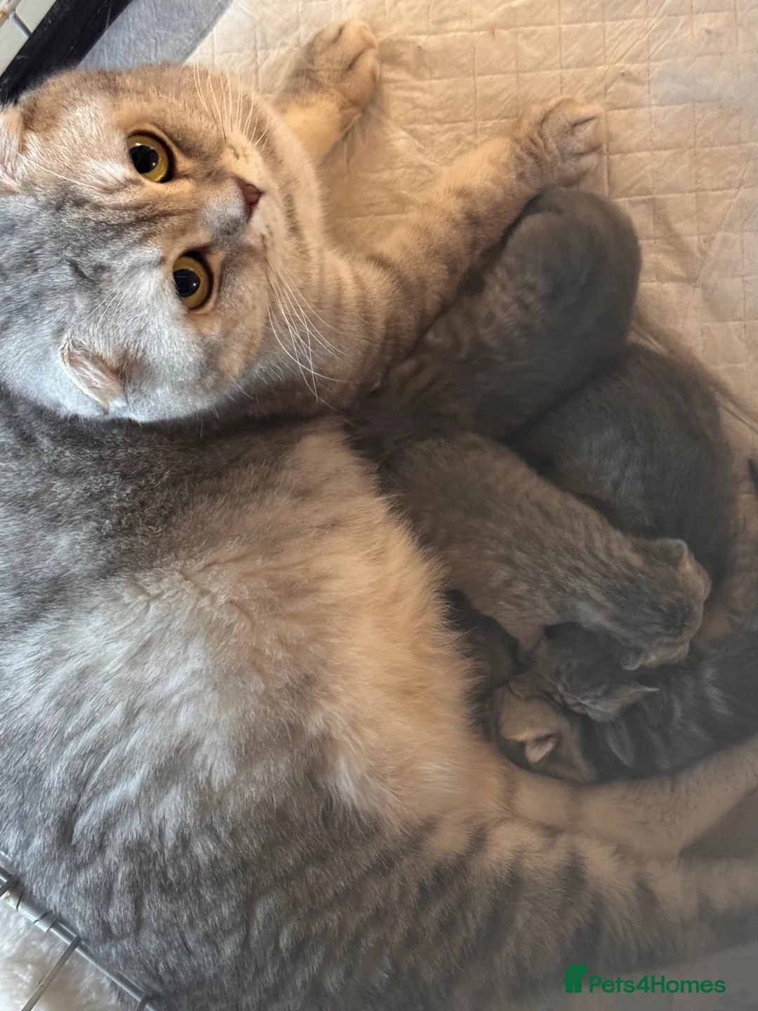 Persian cats for sale: Beautiful Scottish fold exotic Persian kittens  in Birmingham - Advert 11