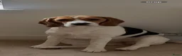 Beagle dogs for sale: Beautiful KC registered beagle puppies - Advert 15