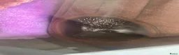 Pygmy Hedgehog rodents for sale: Pygmy hedgehog and tank - Advert 8