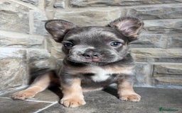French Bulldog dogs for sale: 4 Fluffy French Bulldogs FOR SALE  - Image 10