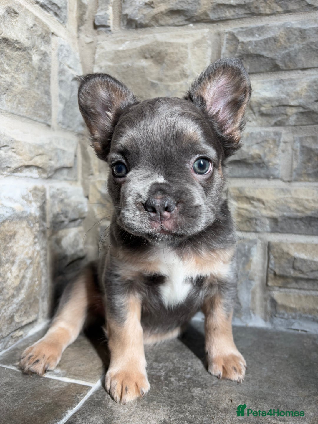 French Bulldog dogs for sale: 4 Fluffy French Bulldogs FOR SALE  - Image 10
