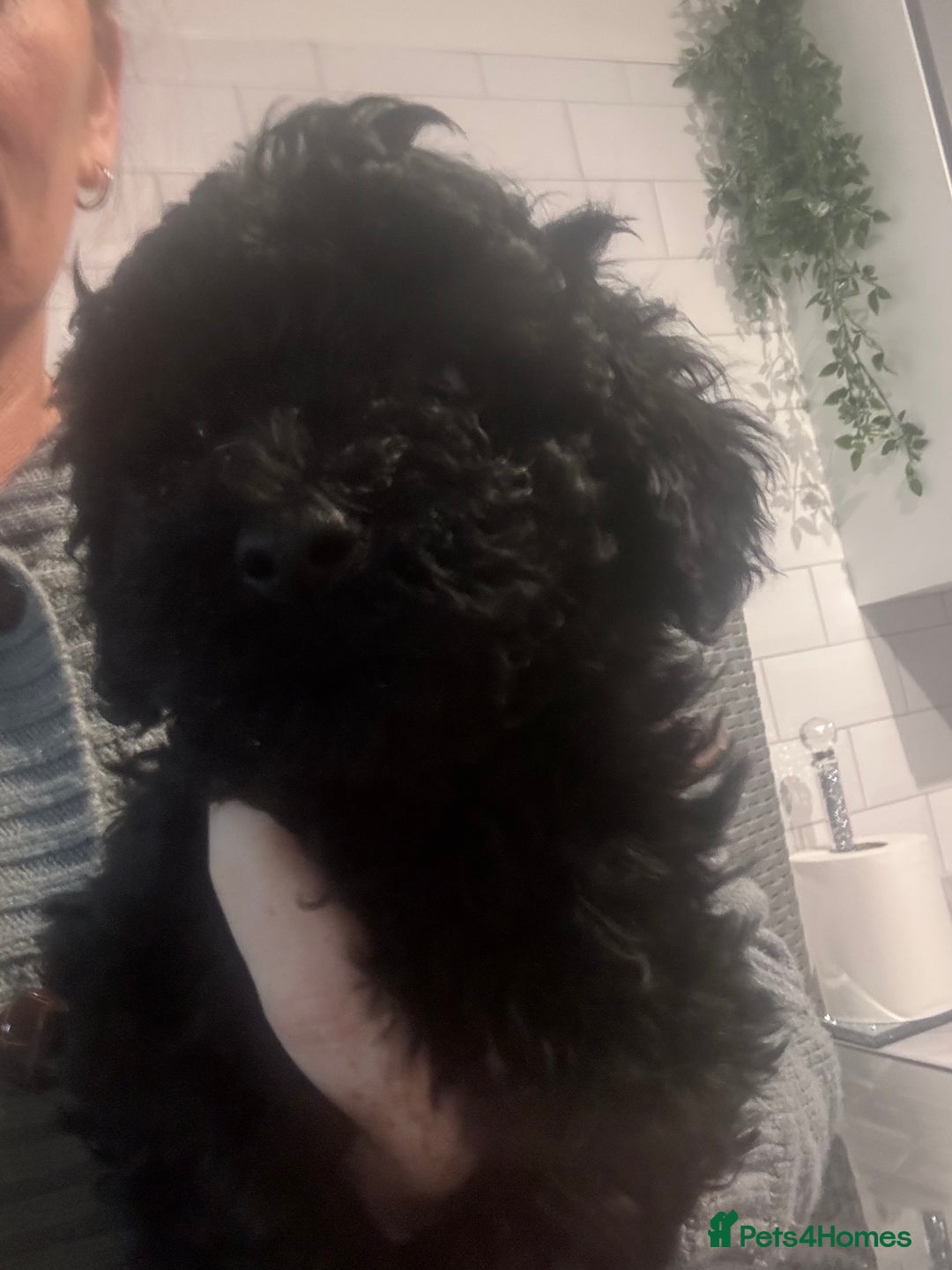 Yorkiepoo dogs for sale: 1 beautiful yorkiepoo ready to leave 🥰🥰 - Image 10