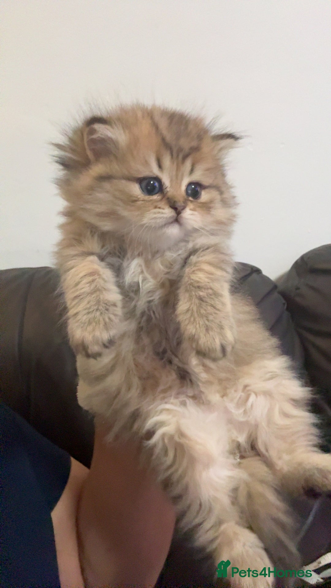 Persian cats for sale: Persian chinchilla kittens  - Advert 28