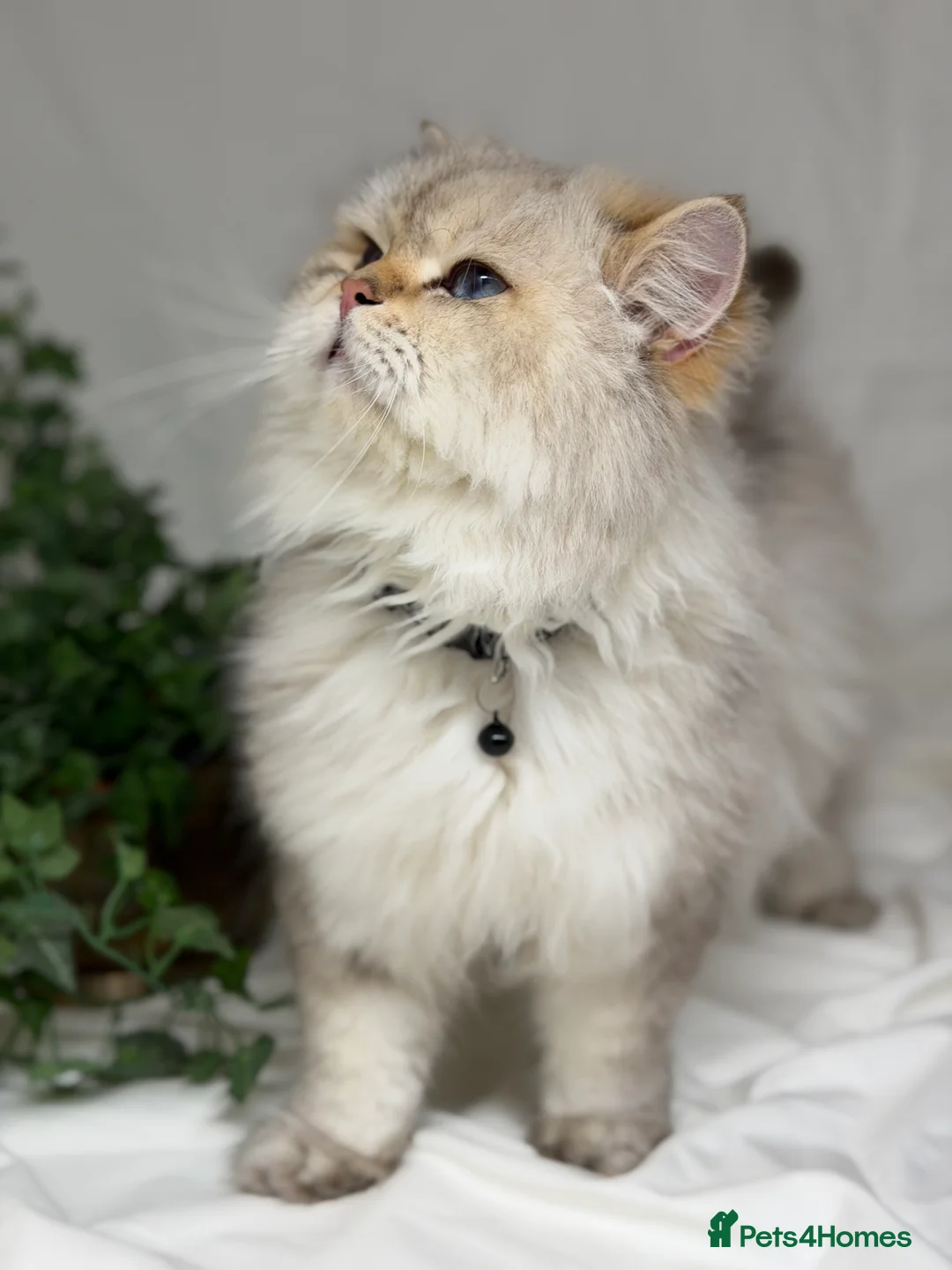 British Shorthair cats for stud: British shorthair Golden lovely stud boy GCCF - Advert 22