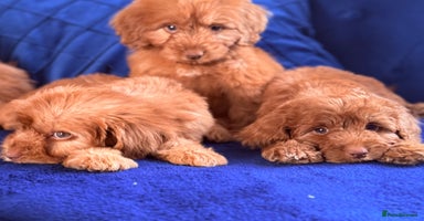 Cockapoo dogs - Advert 5