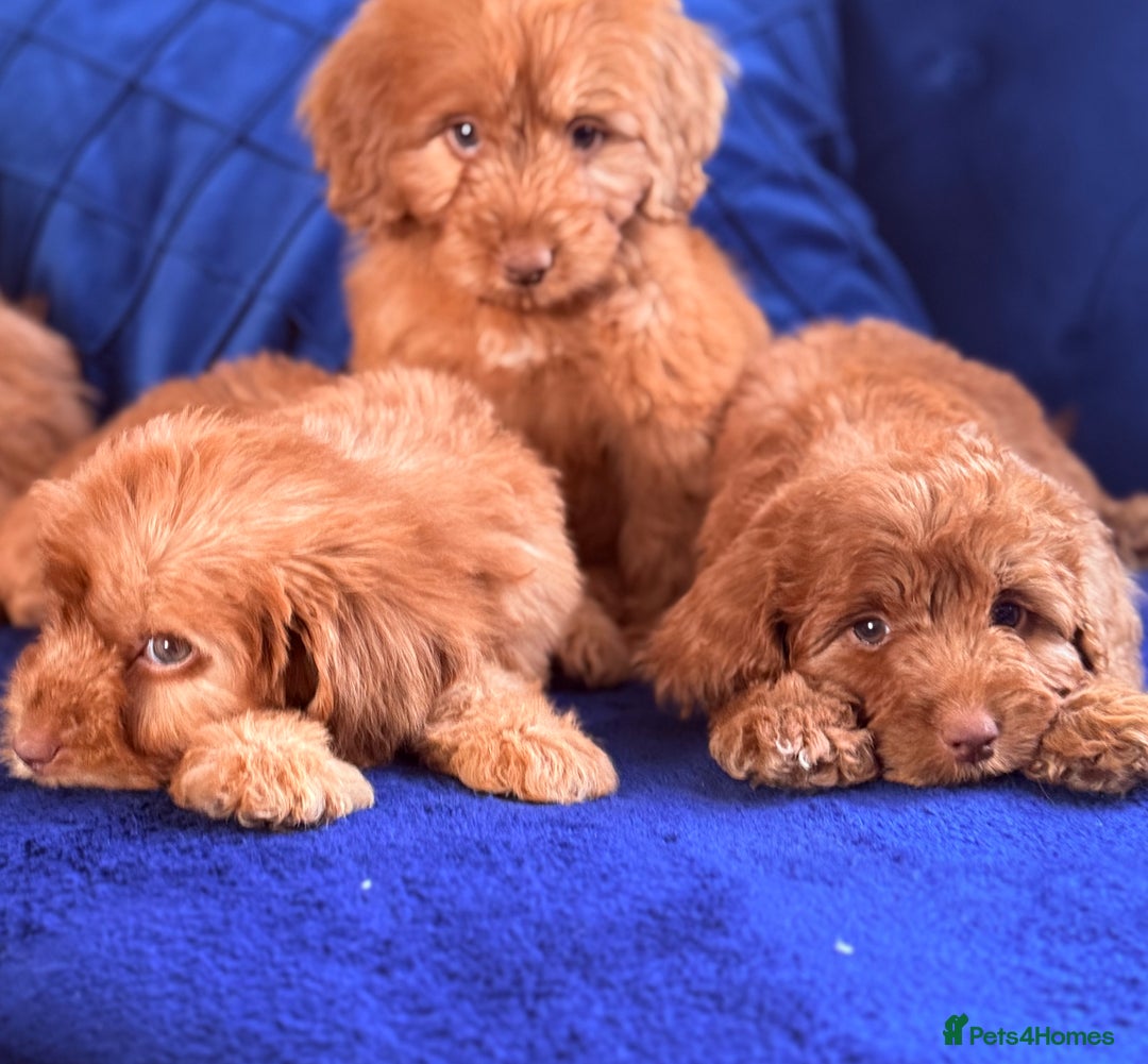 Cockapoo dogs for sale: Beautiful cockapoo puppies only  girls left  - Image 3
