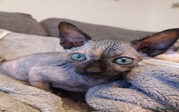 Sphynx cats for sale: Sphinx - Image 4