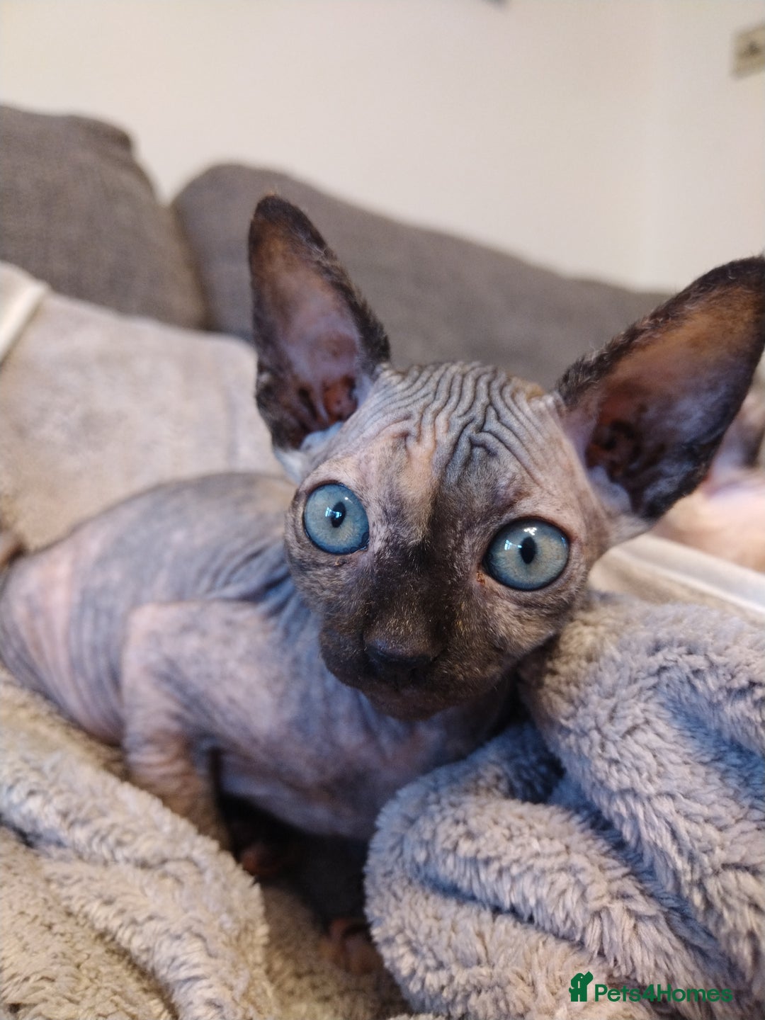 Sphynx cats for sale: Sphinx - Image 4